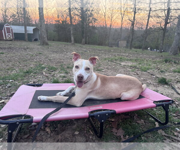 Medium Photo #6 Carolina Dog-Unknown Mix Puppy For Sale in Hillsboro, MO, USA