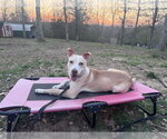 Small #5 Carolina Dog Mix