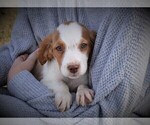 Small Photo #2 Brittany Puppy For Sale in FITZGERALD, GA, USA