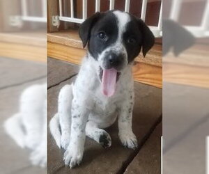 Mutt Dogs for adoption in Winter Park, CO, USA