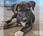 Small #4 Retriever  Mix