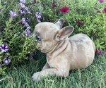 Small Photo #7 French Bulldog Puppy For Sale in PRYOR, OK, USA