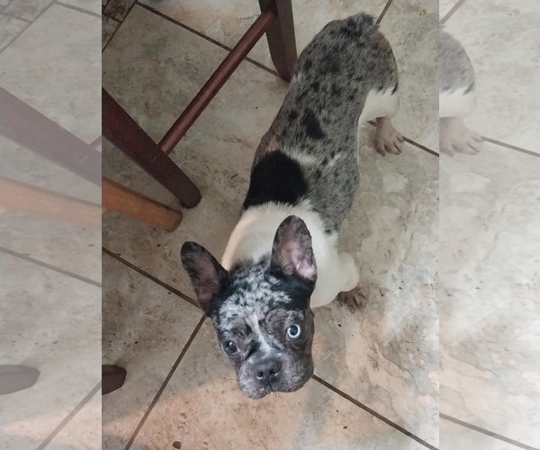 Medium Photo #1 French Bulldog Puppy For Sale in Dumont, NJ, USA