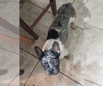 Small French Bulldog