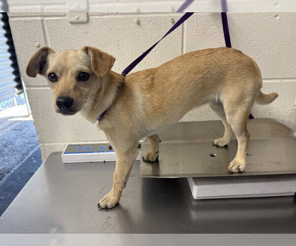 Medium Photo #1 Chihuahua-Unknown Mix Puppy For Sale in San Bernardino, CA, USA