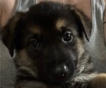 Small #14 German Shepherd Dog