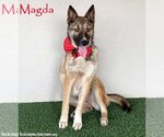 Small German Shepherd Dog Mix
