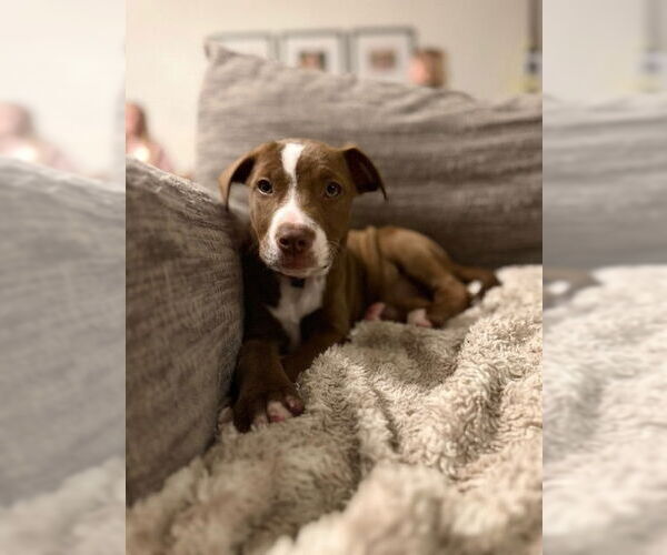 Medium Photo #1 American Pit Bull Terrier-Labrador Retriever Mix Puppy For Sale in Brewster, NY, USA
