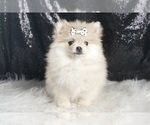 Small #1 Pomeranian