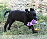 Small #7 Labrador Retriever