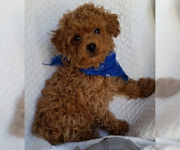 Medium Photo #2 Poodle (Toy) Puppy For Sale in BUFFALO, MO, USA