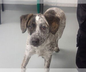 Mutt Dogs for adoption in St. Cloud, FL, USA