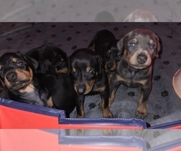 Medium Photo #9 Doberman Pinscher Puppy For Sale in CARLINVILLE, IL, USA