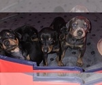 Small #8 Doberman Pinscher