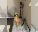 Small #7 Great Dane