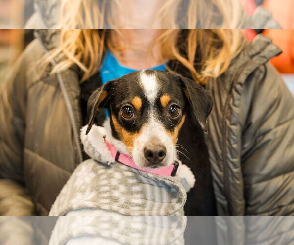 Medium Photo #2 Mutt Puppy For Sale in St. Louis Park, MN, USA