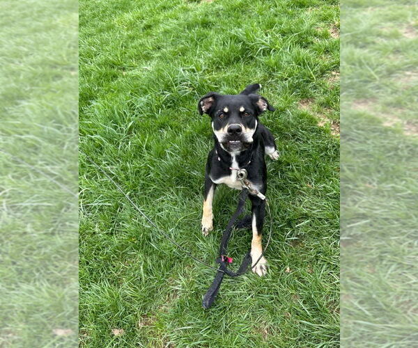 Medium Photo #8 Boxer-German Shepherd Dog Mix Puppy For Sale in Aurora, IN, USA