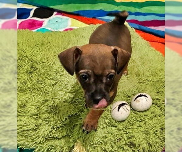 Medium Photo #4 Chiweenie Puppy For Sale in Minneapolis, MN, USA