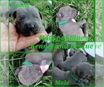 Small Photo #21 American Pit Bull Terrier Puppy For Sale in DELAWARE, OH, USA