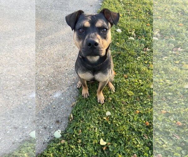 Medium Photo #2 Mutt Puppy For Sale in Plainfield, IL, USA