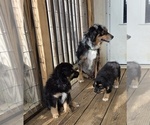 Small Australian Shepherd