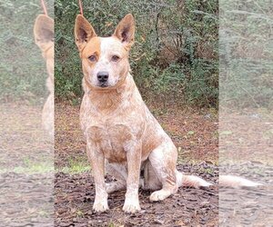 Red Heeler-Unknown Mix Dogs for adoption in Wetumpka, AL, USA