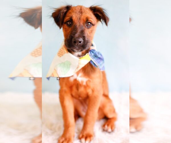 Medium Photo #2 Mutt Puppy For Sale in Greenville, SC, USA