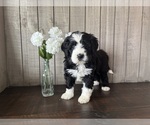 Puppy Mittens Bernedoodle