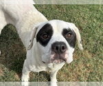 RACOON - Male Mutt Dog for Adoption - Small photo
