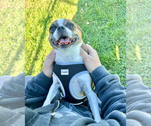 Scooby - Male Pug-Unknown Mix Dog for Adoption - Photo #3