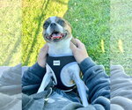 Small Photo #3 Pug-Unknown Mix Puppy For Sale in Estherville, IA, USA