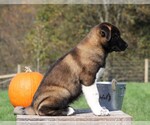 Small Photo #4 Akita Puppy For Sale in FREDERICKSBG, OH, USA