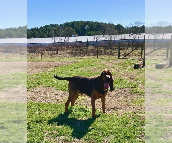 Medium Photo #1 Bloodhound Puppy For Sale in CROSSVILLE, AL, USA