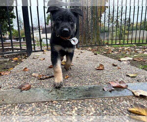 Medium Photo #4 German Shepherd Dog Puppy For Sale in West Sacramento, CA, USA