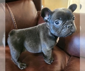 French Bulldog Puppy for sale in N CHESTERFLD, VA, USA