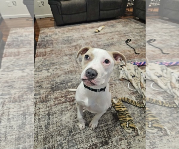 Medium Photo #5 Mutt Puppy For Sale in Woodbury, NY, USA