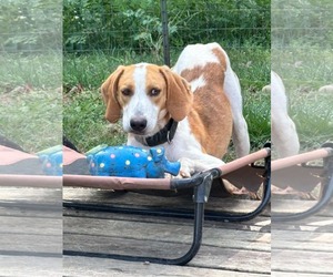 Bob Barker: At shelter - Male Mutt Dog for Adoption - Photo #3