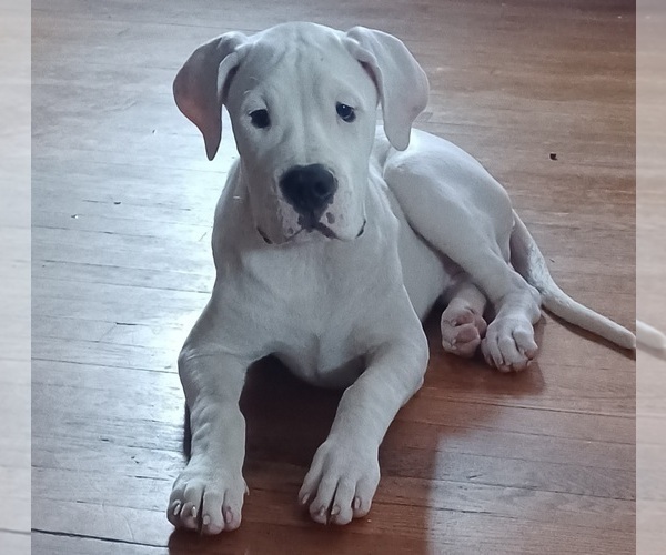 Medium Photo #1 Dogo Argentino Puppy For Sale in WILMINGTON, DE, USA