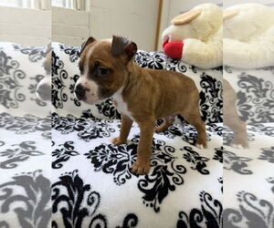 Boxador Dogs for adoption in York, SC, USA