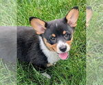 Small #2 Pembroke Welsh Corgi