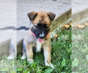 Belgian Malinois-Siberian Husky Mix Puppy for Sale in KANSAS CITY, Missouri USA