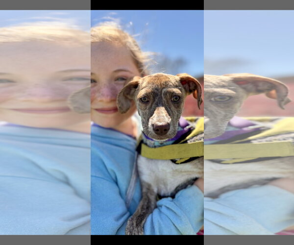 Medium Photo #5 Chihuahua-Unknown Mix Puppy For Sale in NYC, NY, USA