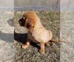 Puppy Lucy Golden Shepherd