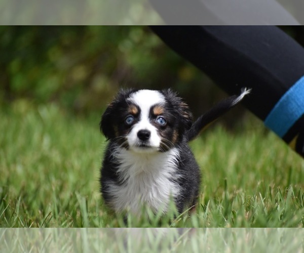 Medium Photo #3 Miniature Australian Shepherd Puppy For Sale in PALM COAST, FL, USA