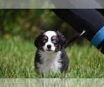 Small #2 Miniature Australian Shepherd