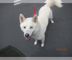 - Mix Dogs for adoption in Petaluma, CA, USA