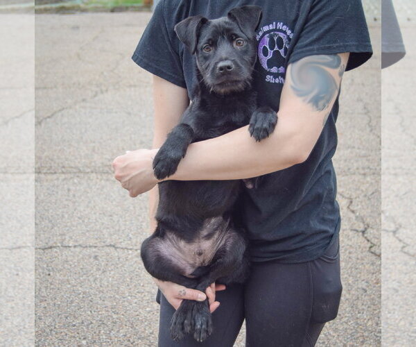 Medium Photo #4 Labrador Retriever-Unknown Mix Puppy For Sale in Huntley, IL, USA