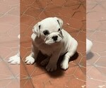 Small Photo #2 English Bulldog Puppy For Sale in SPANAWAY, WA, USA