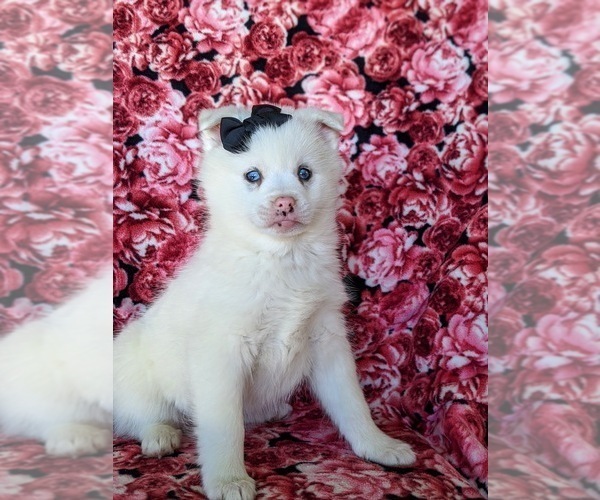 Medium Photo #3 Pomsky Puppy For Sale in QUARRYVILLE, PA, USA