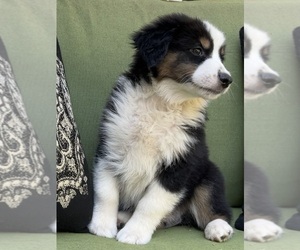 Medium Miniature Australian Shepherd